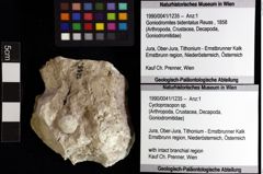 Foto (Objket + Etiketten) von Cycloprosopon sp. 